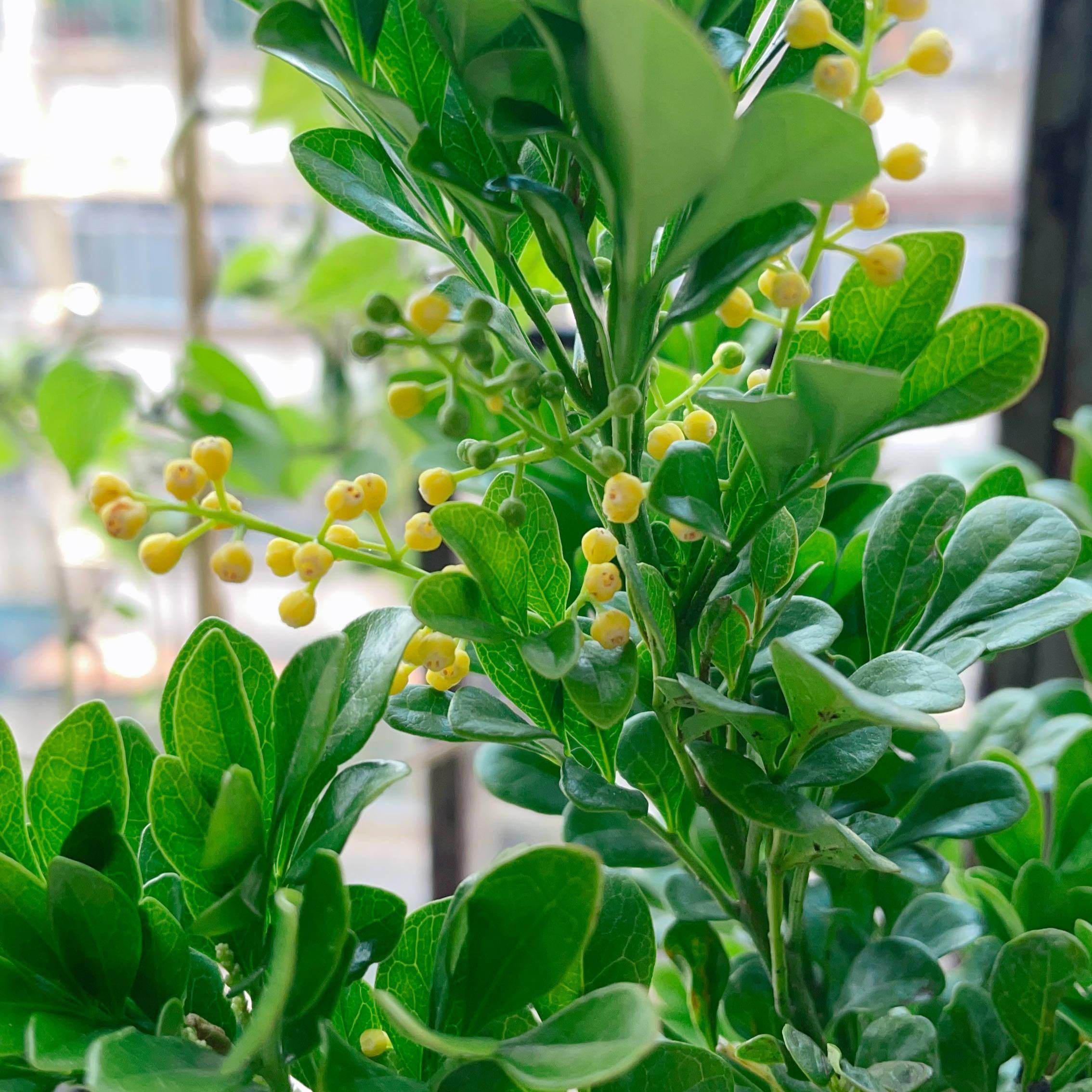 适合夏季养的4种花越热越开花越晒越开花美一个夏天