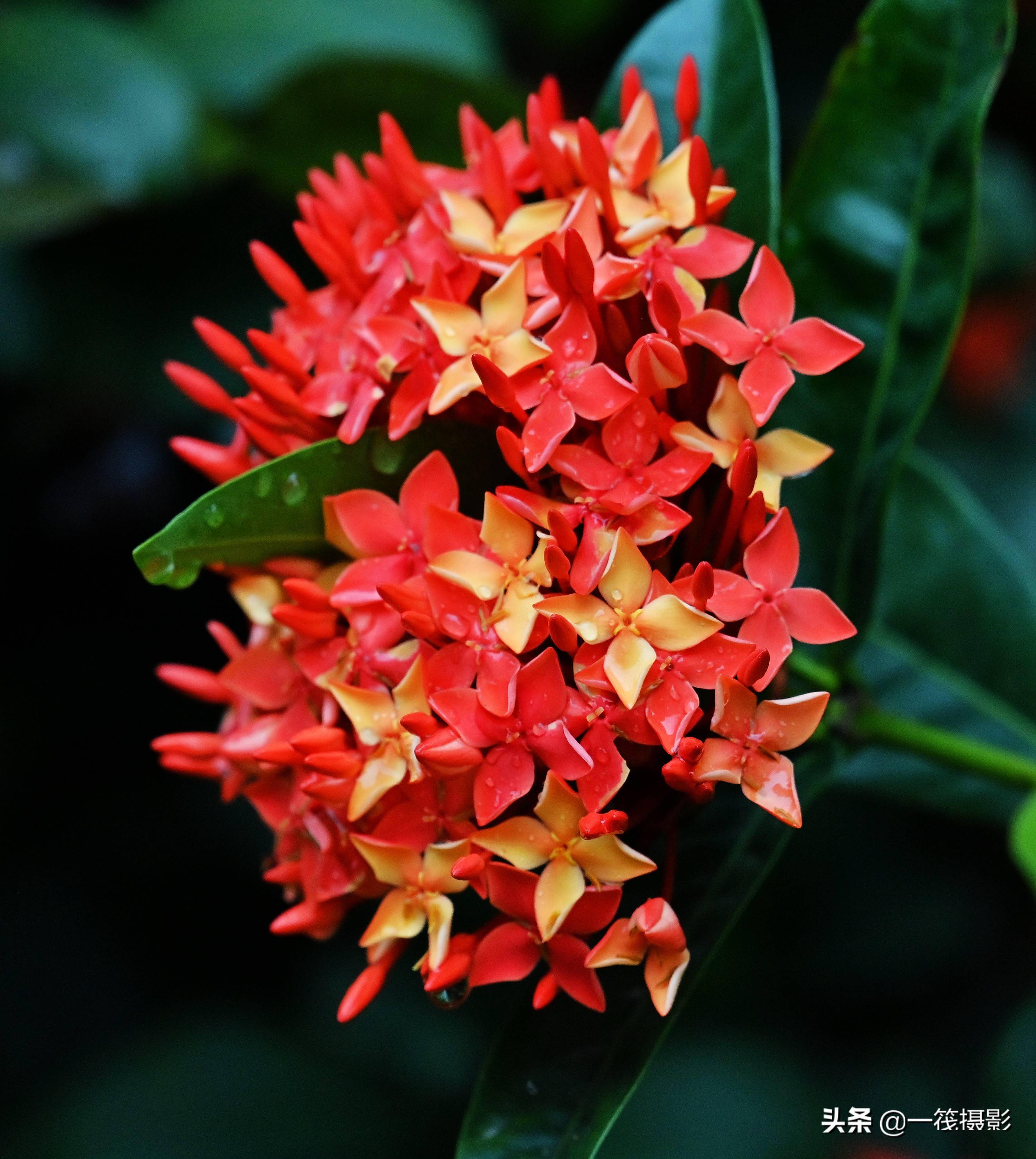 龙船花属于吉祥花卉,寓意家庭和谐美满和事业蒸蒸日上,有团结,圆满和