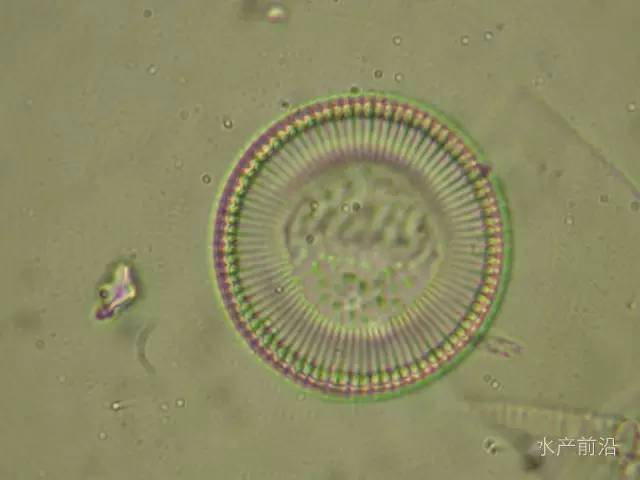 金藻属黄群藻属黄藻门无隔藻属气球藻属黄丝藻属《水产生态高效养殖