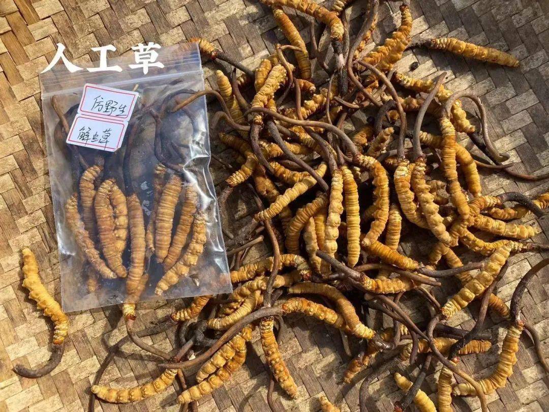 【活动】【高海拔野生鲜虫草】一根鲜草≥3根干草_商品_冬虫夏草_藏民