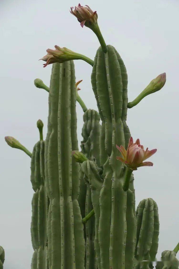 你好大自然第229期鬼面角