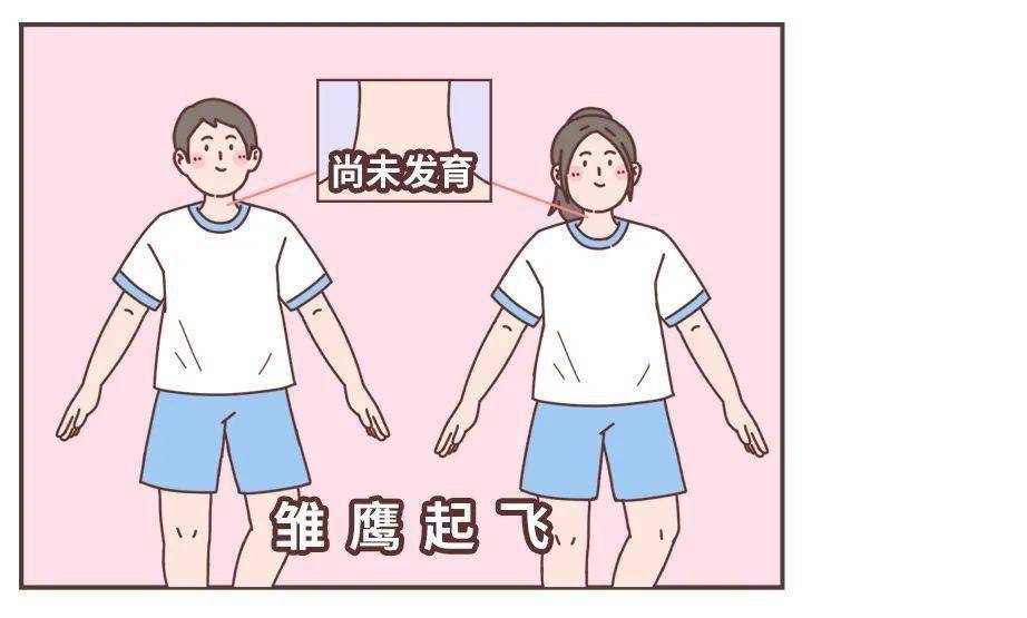 (女生慎入)_男性_聲帶_軟骨