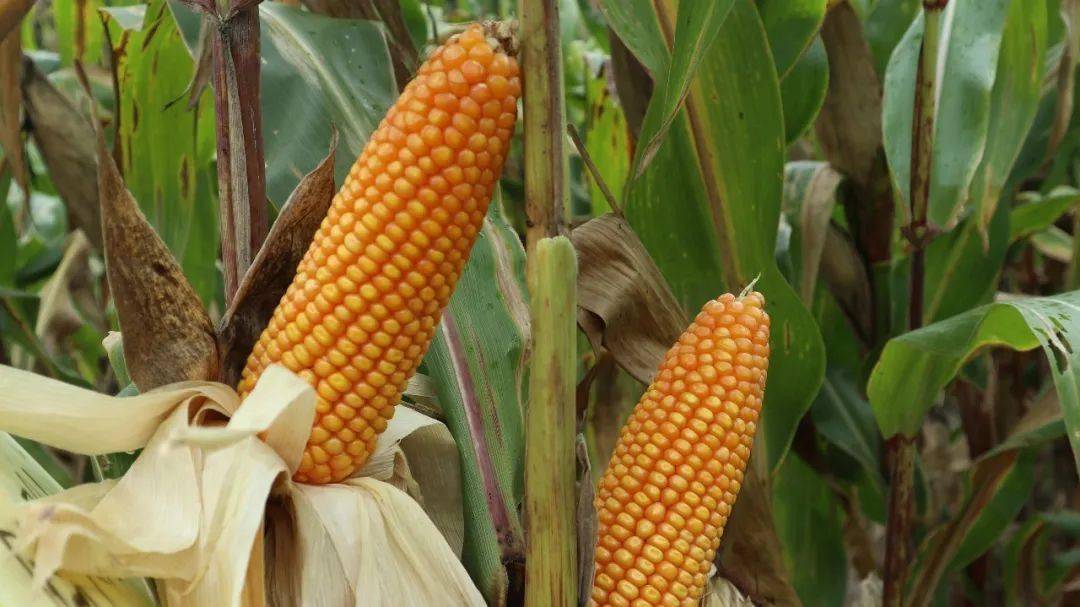 澜沧拉巴农户种植冬玉米获丰收