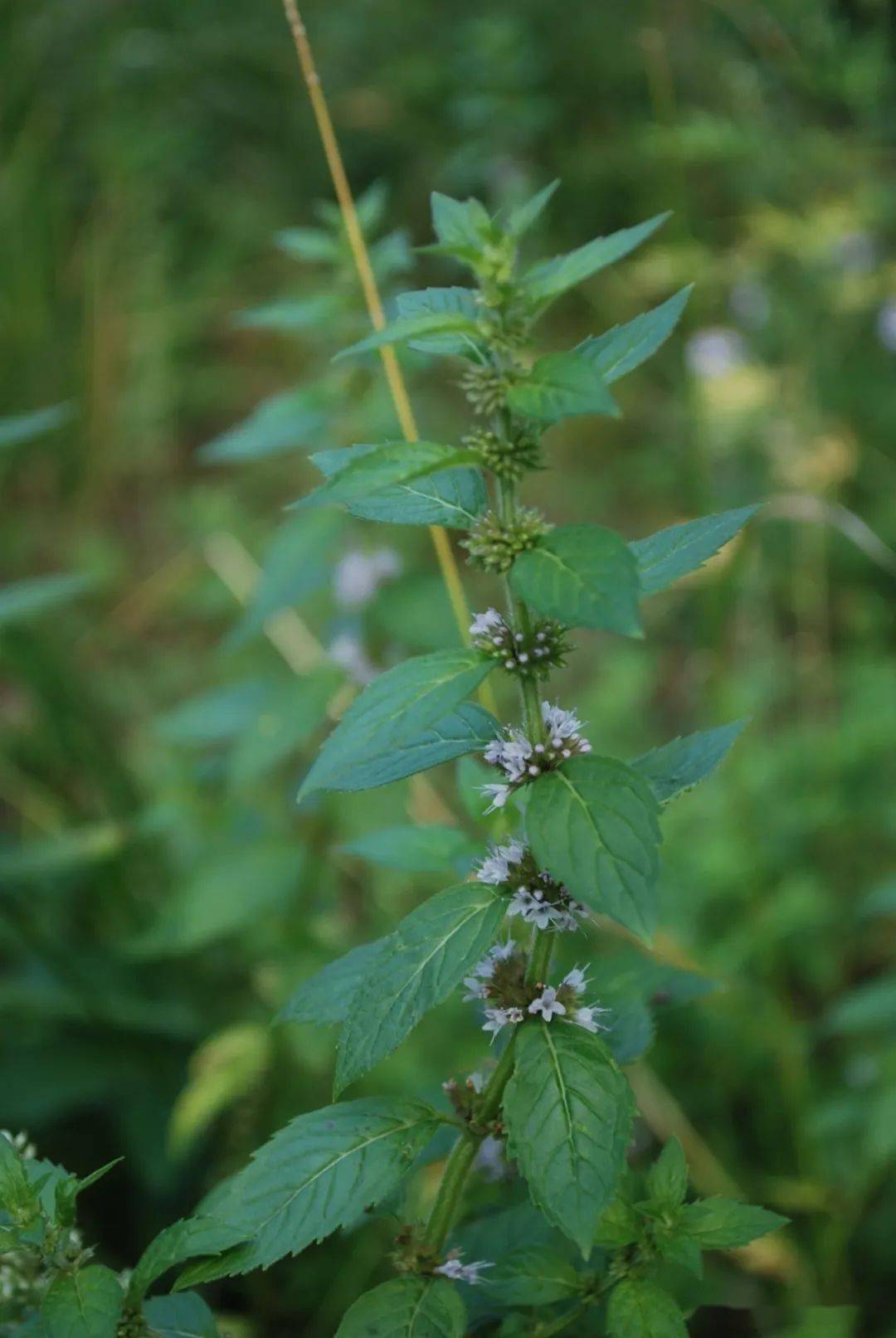 15薄荷图片冬凌草本品为柽柳科植物柽柳tamarix chinensis lour
