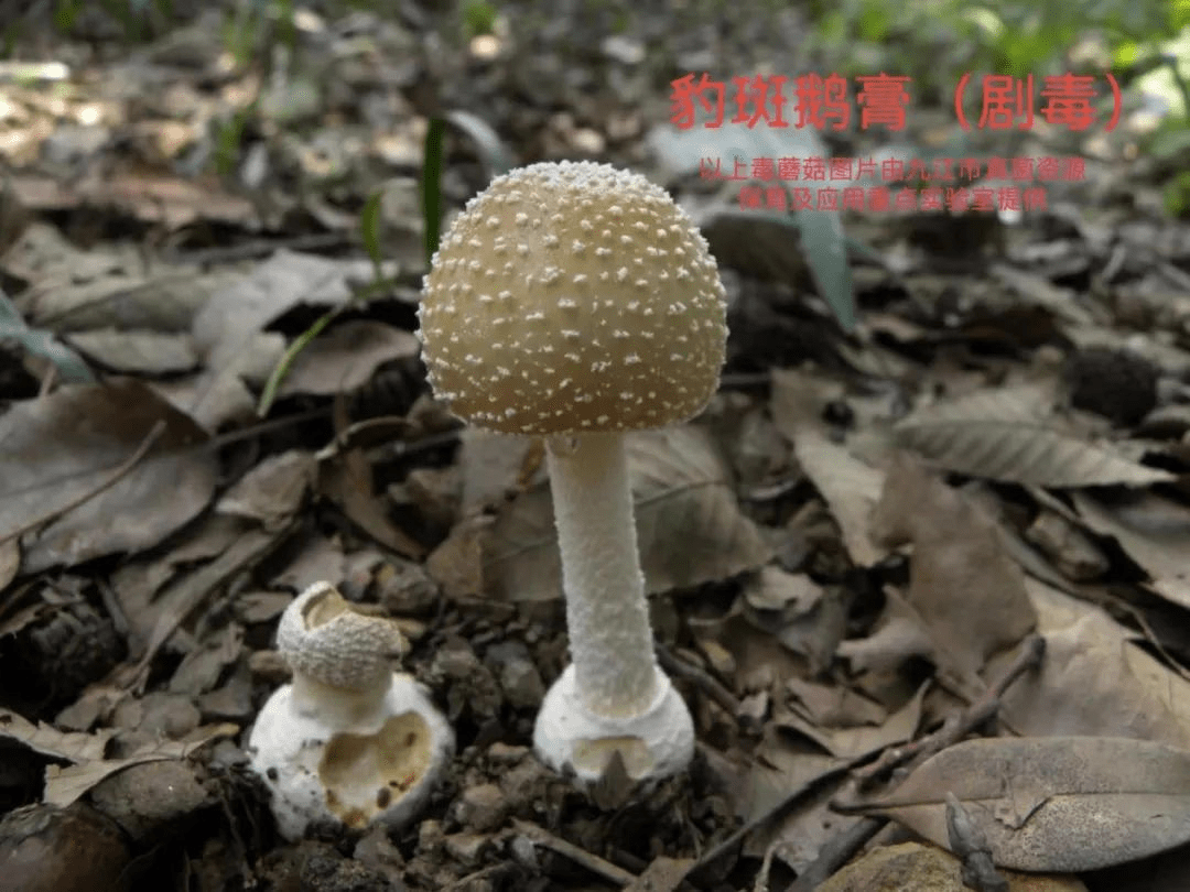 江西3部门联合发布野生蘑菇中毒风险预警曾导致24人死亡