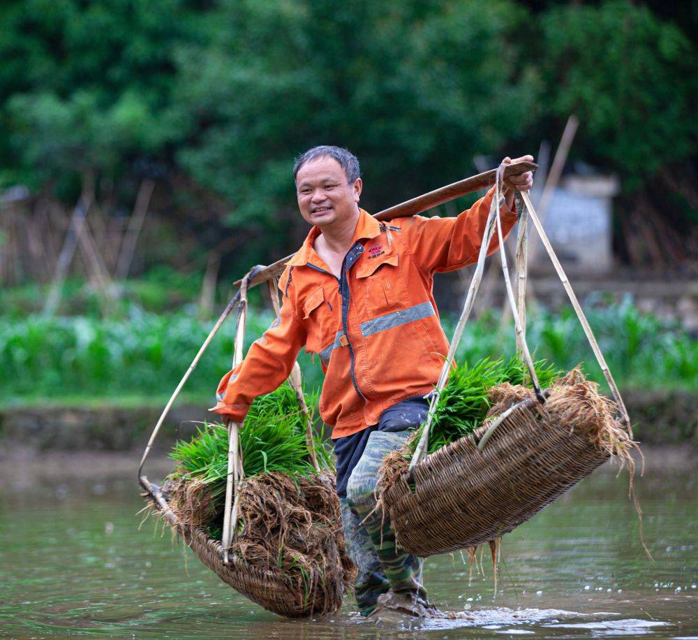 毕节初夏水稻插秧忙