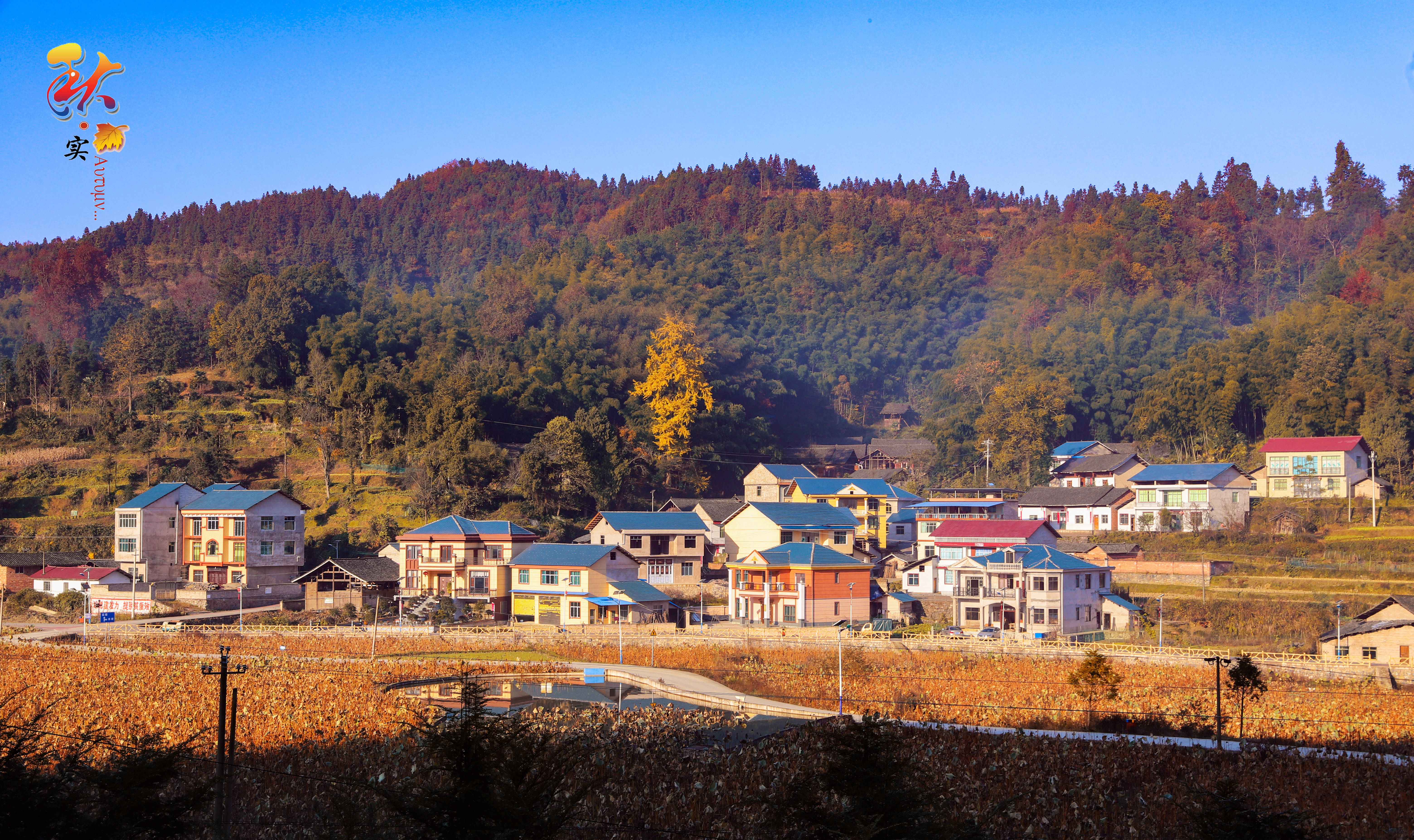 岑巩县客楼镇图片