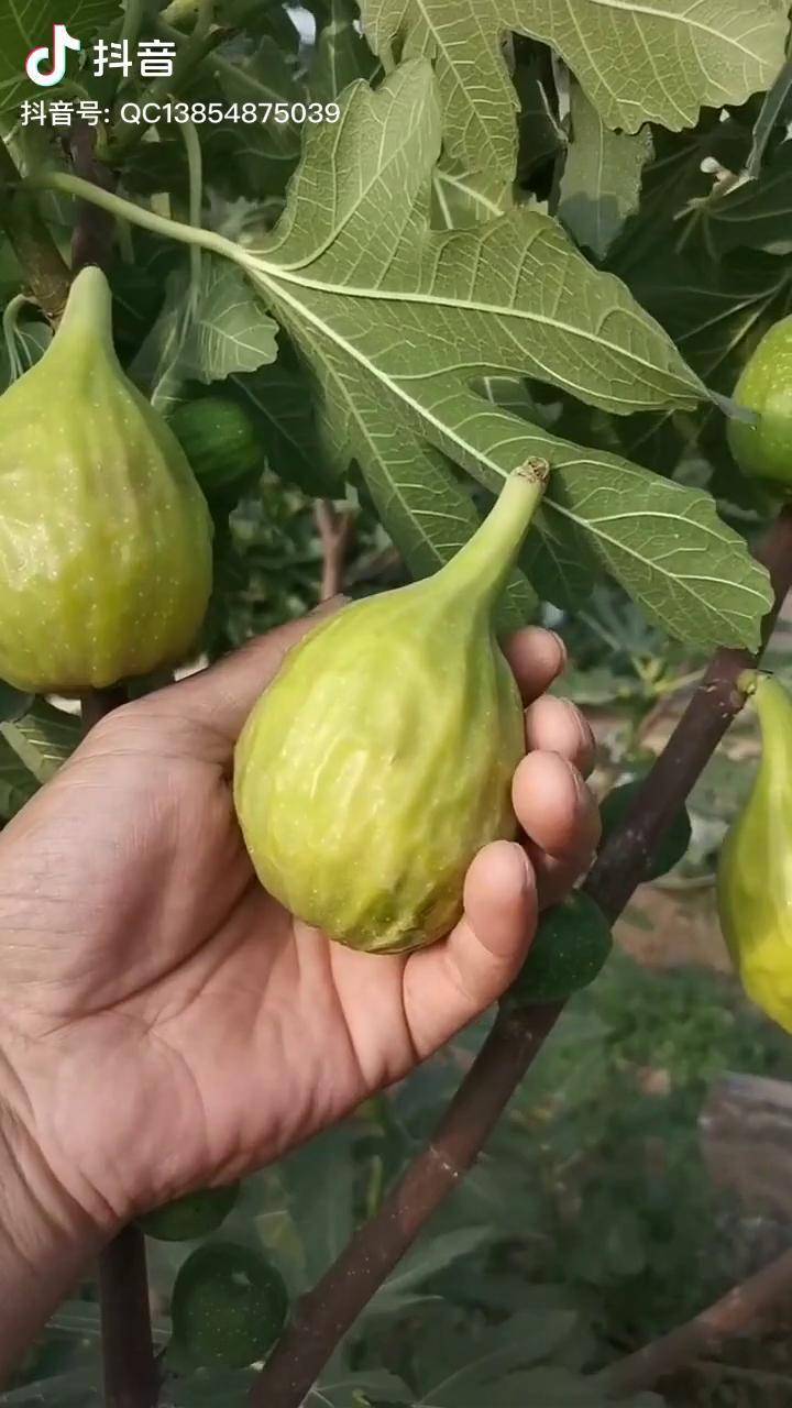 芭劳奈无花果长的丑但是口感是真好