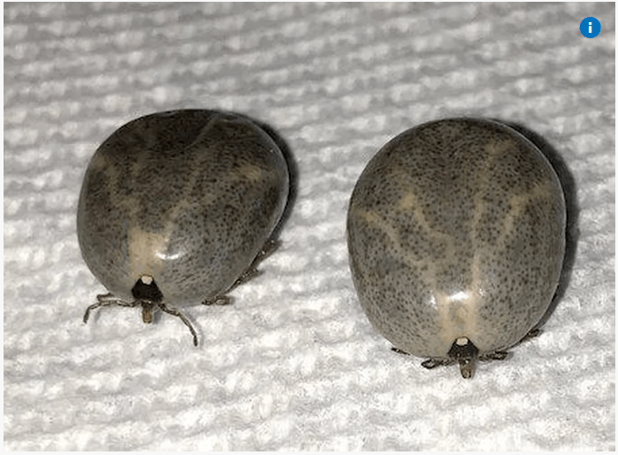 小心这种虫子!加拿大女子被咬后终身不能吃肉了!