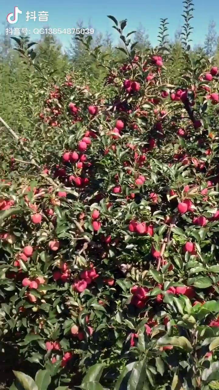 特别丰产南北方均可种植锦绣海棠香妃海棠 鸡心果苗_丰产_鸡心_海棠