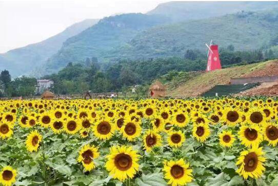 讓綠水青山真正變成金山銀山的蒙陰方法