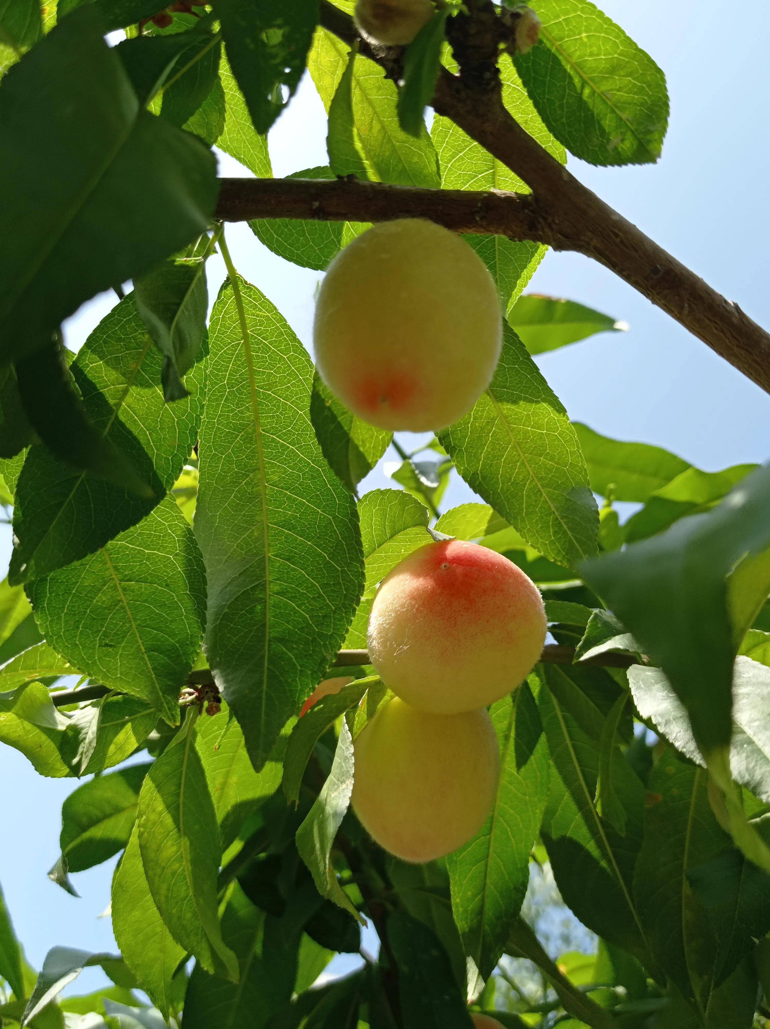 大德歌夏图片