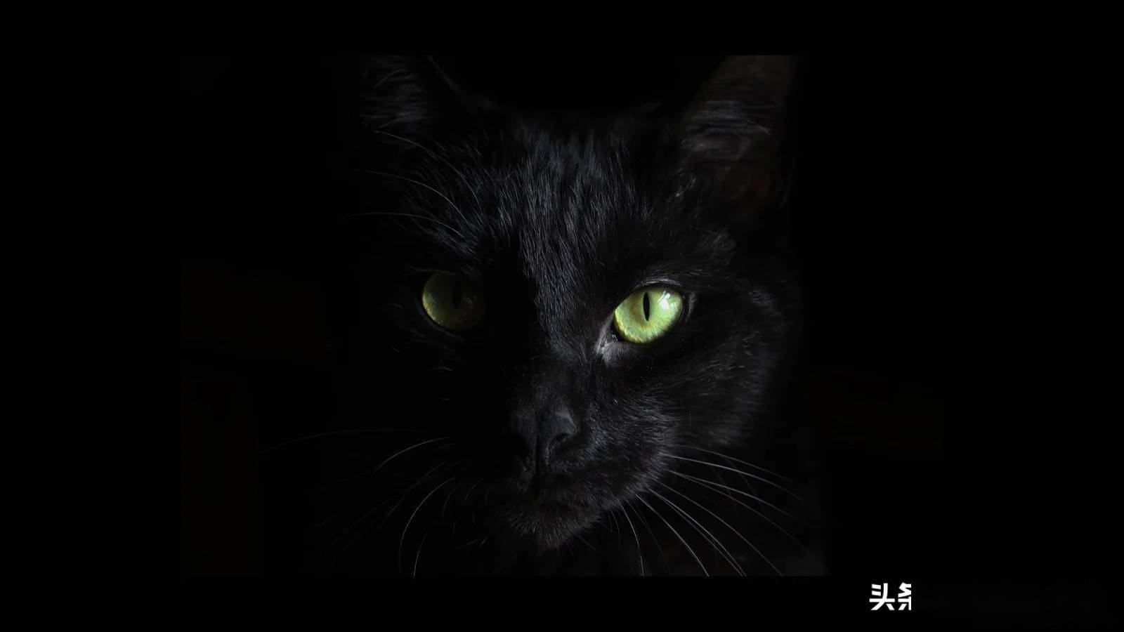 安全头条fbi温馨提示美国大学网络账号密码正被黑客大肆出售