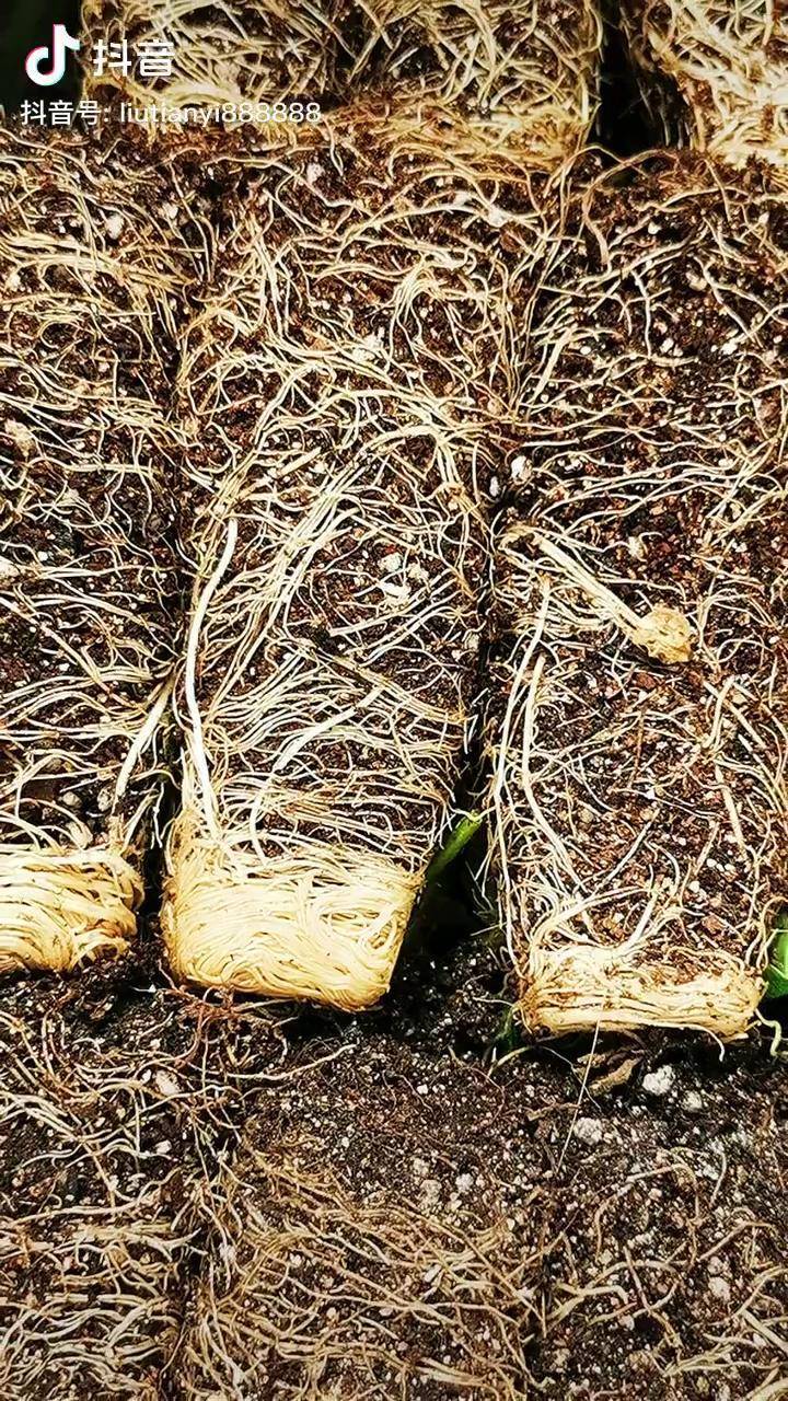 根系草莓苗的根系发达抖音助农三农乡村振兴dou行动