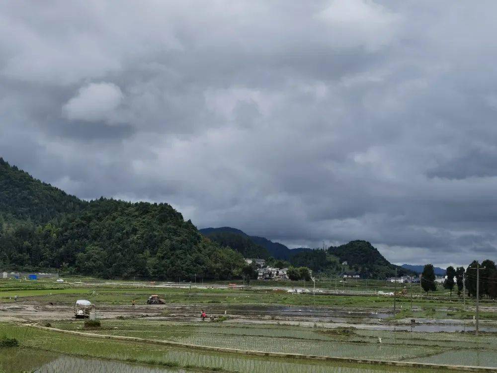 機械插秧忙 水田染新綠_黃都鎮_壩區_推廣