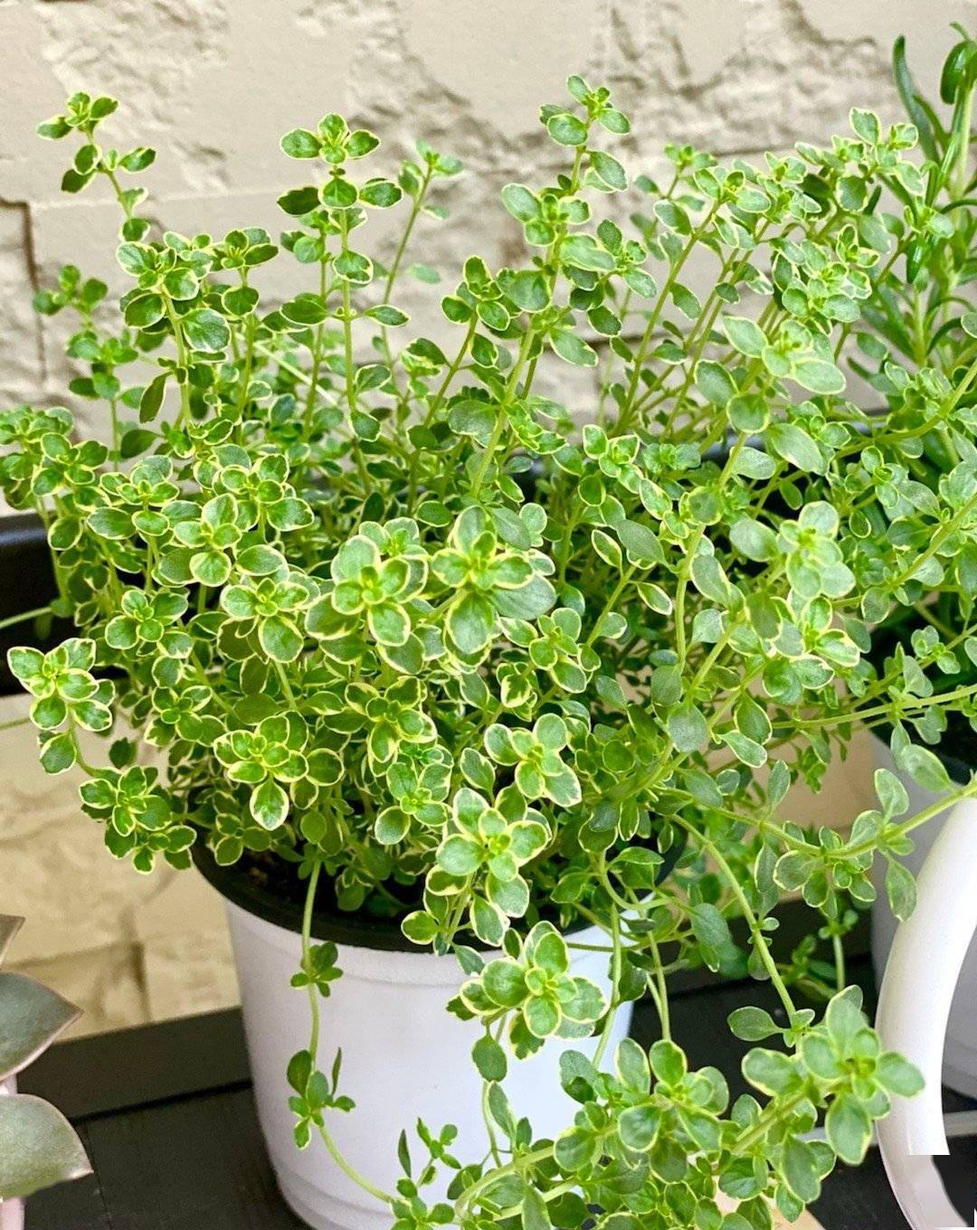 阳台上养一盆百里香可以吃可以观赏清新养眼美观好养