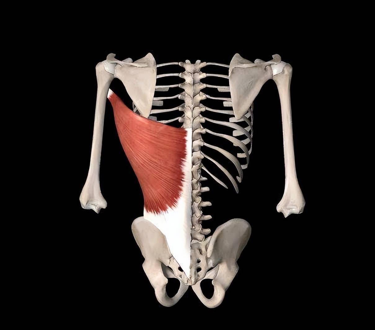 背部太薄弱5点高效训练动作技巧让你早日拥有完美倒三角