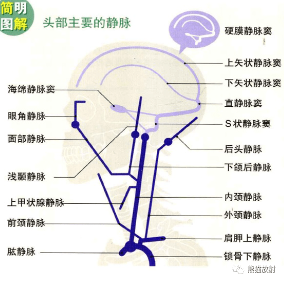 脑底的动脉头部的动脉颅缝,囟门颅骨各部位的名称头颈部各部位名称