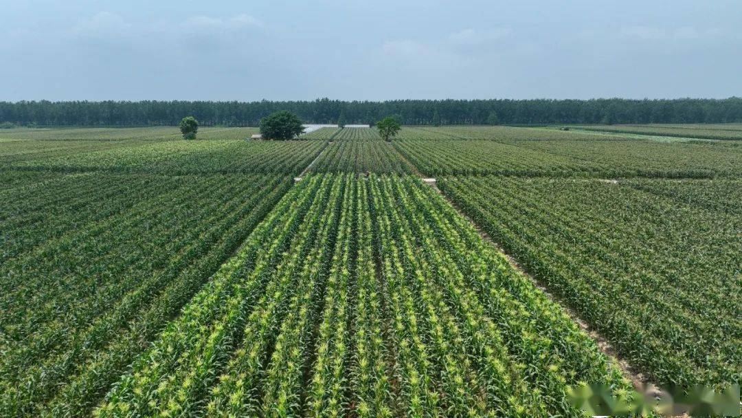 8000万汉南甜玉米未售先热大型商超提前订购