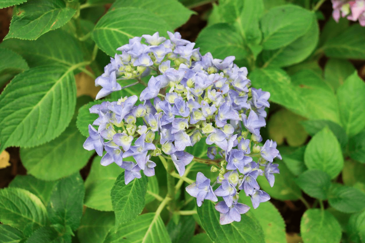 西安航天基地邀您来赏绣球 花朵 清香 夏天