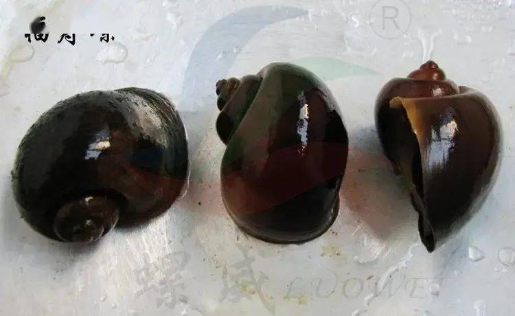 另一方面,福寿螺作为广州管圆线虫的中间宿主,在未煮熟的福寿螺中寄生