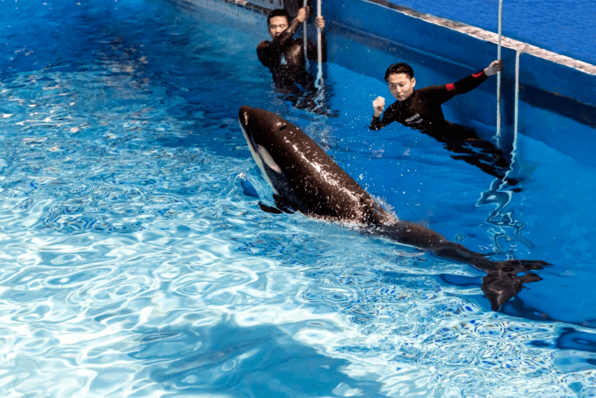 虎鯨寶寶首次曝光上海海昌海洋公園迎新生