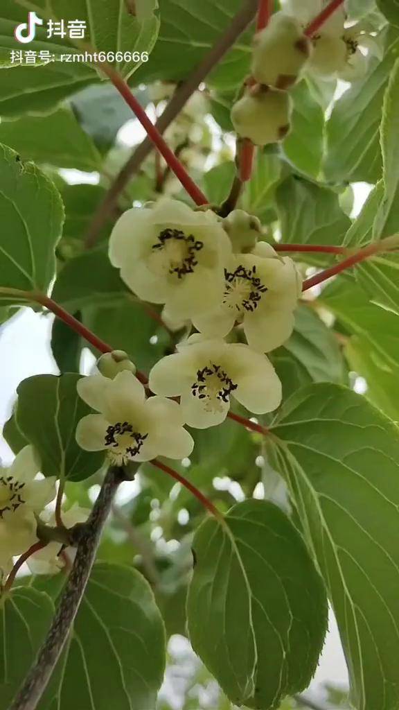 软枣猕猴桃母树花,公树花