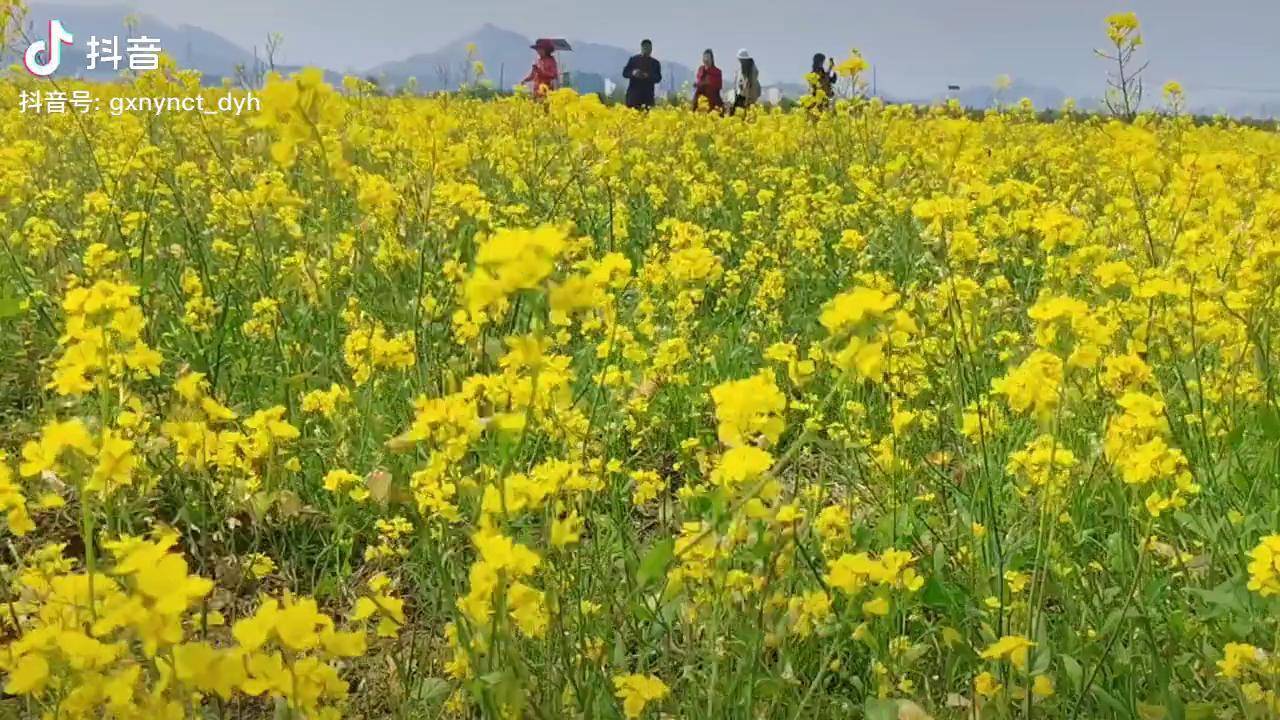 宾阳油菜花图片