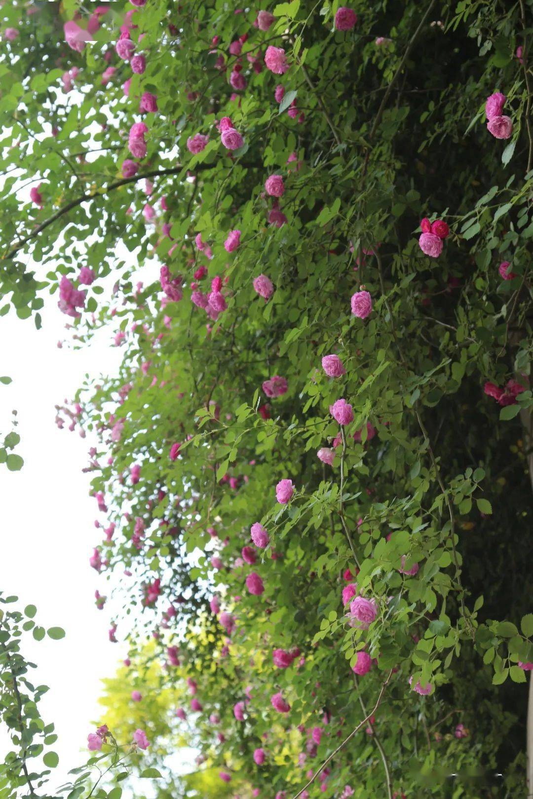 快乐六一 蔷薇家的七姊妹 苏长荣 搜索 摄影