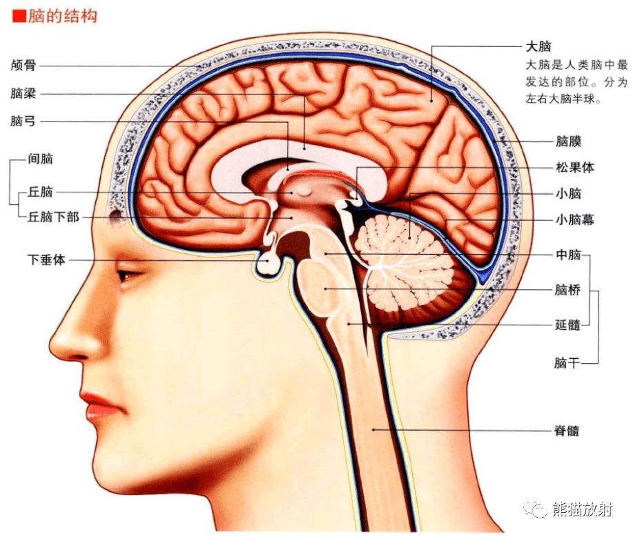 颅脑结构图解剖图高清图片