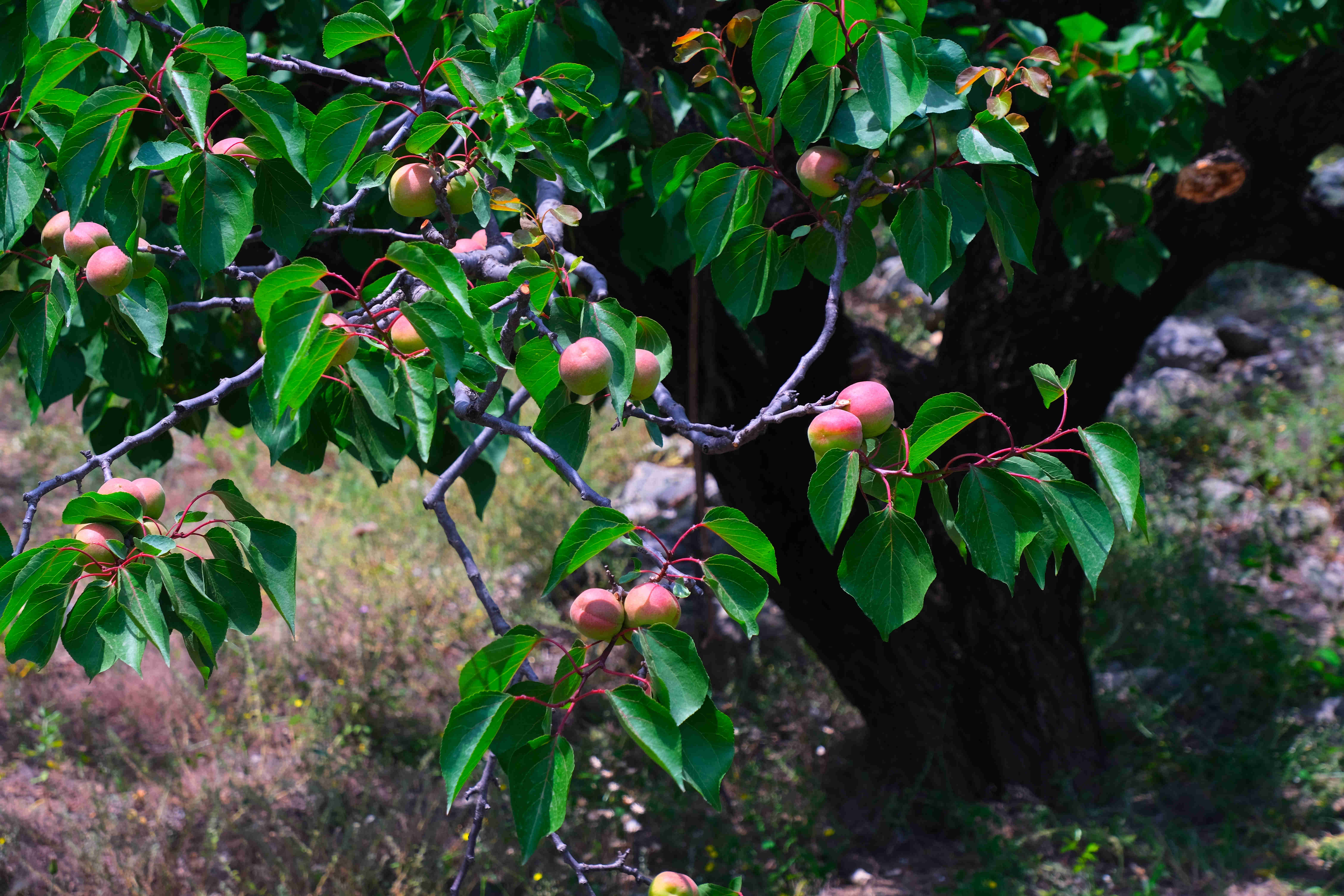 杏树尤其引人注目,虽然历经岁月沧桑,这棵老树依旧枝繁叶茂,果实丰硕