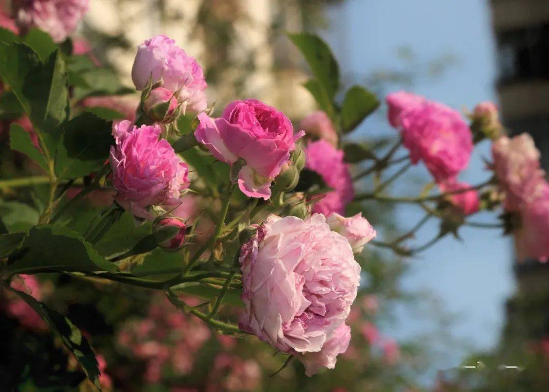 快乐六一 蔷薇家的七姊妹 苏长荣 搜索 摄影