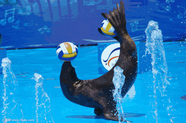 去三国小镇看海狮表演吧