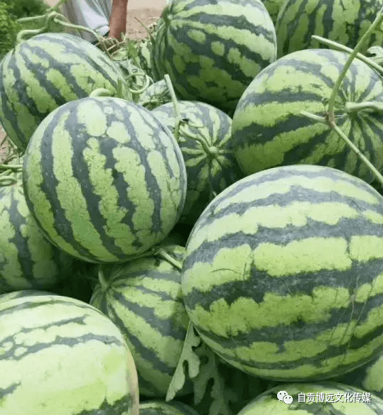 检测机构sgs"有机转换认证"的九洪西瓜,我们还有香味浓郁的九洪香瓜