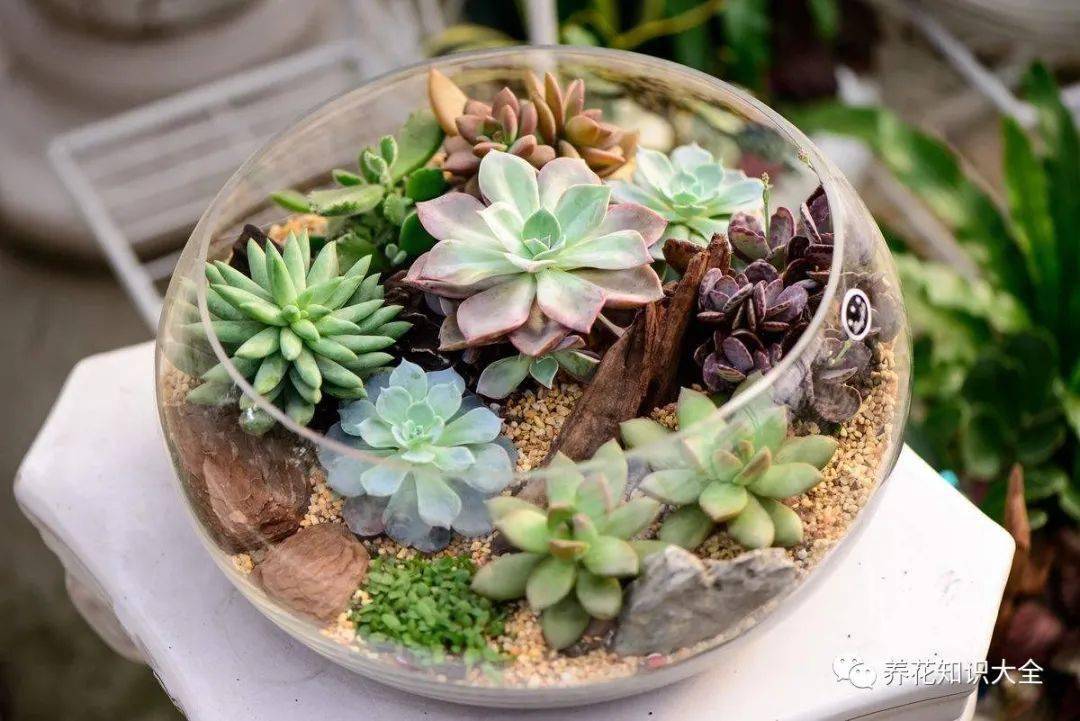 多肉浇水的6点 黄金法则 这样严格执行 多肉养得白白胖胖 植物 水分 时候