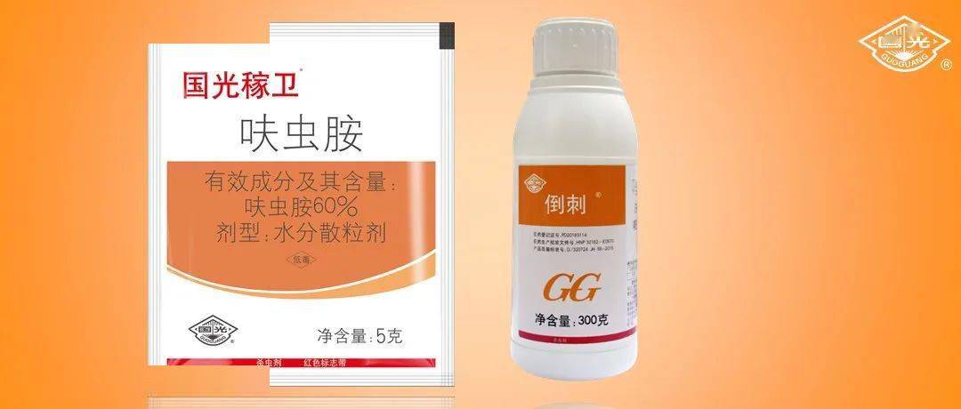 茶黑刺粉虱认识及防治方法