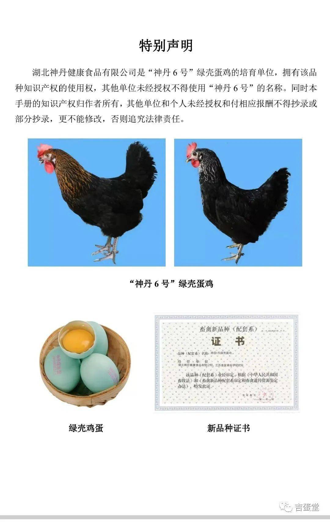 神丹6號綠殼蛋雞飼養管理手冊_品種_雪佛_京粉