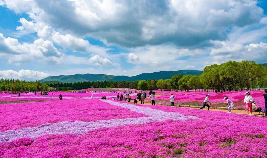 【迎旅发】摄影协会芝樱花海采风图集