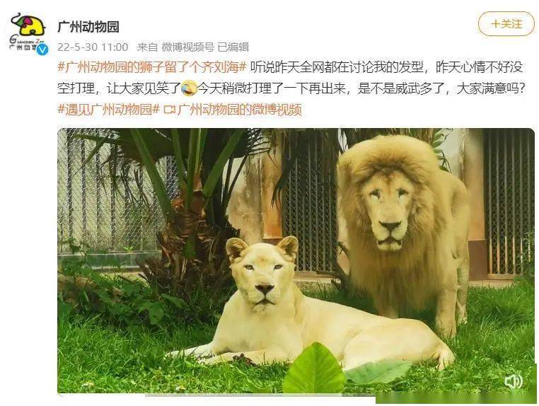 台触电新闻据广州动物园介绍,白狮又叫"白化非洲狮",是克鲁格狮的变种