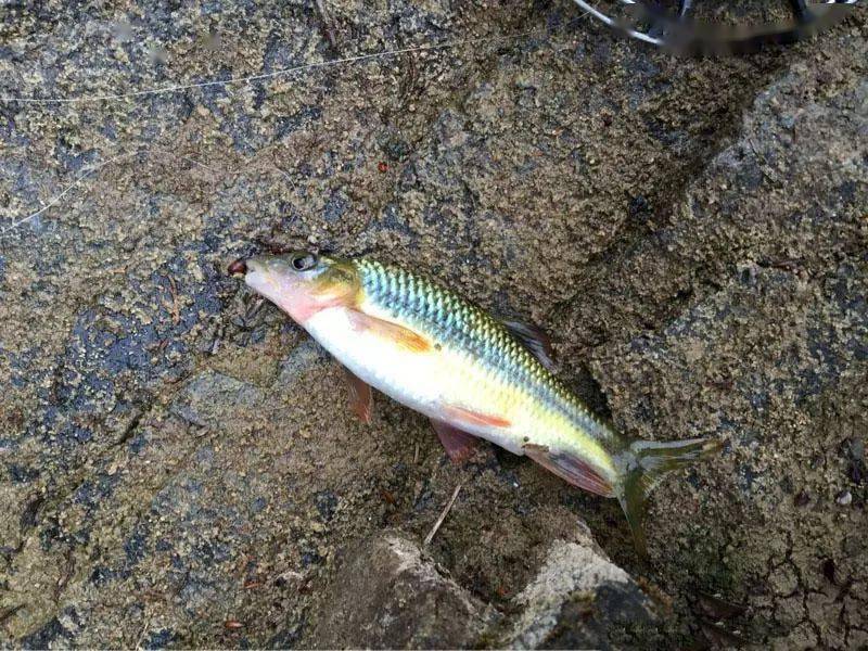 爽钓野生小石斑鱼,身上很清晰的几道花纹,喜欢生活在石头边_溪流_习惯