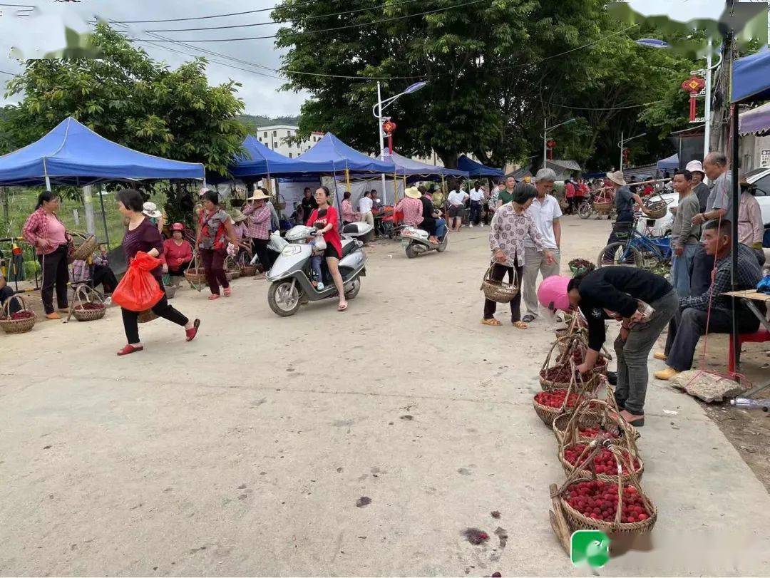 这段时间,潮阳区西胪镇内輋村的村民就像夏天的太阳,起得特别早,早上7