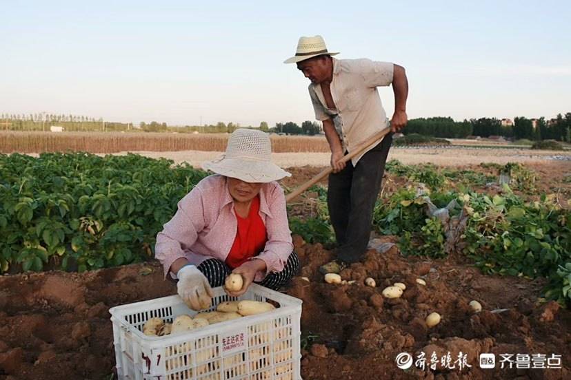 土豆成熟期图片