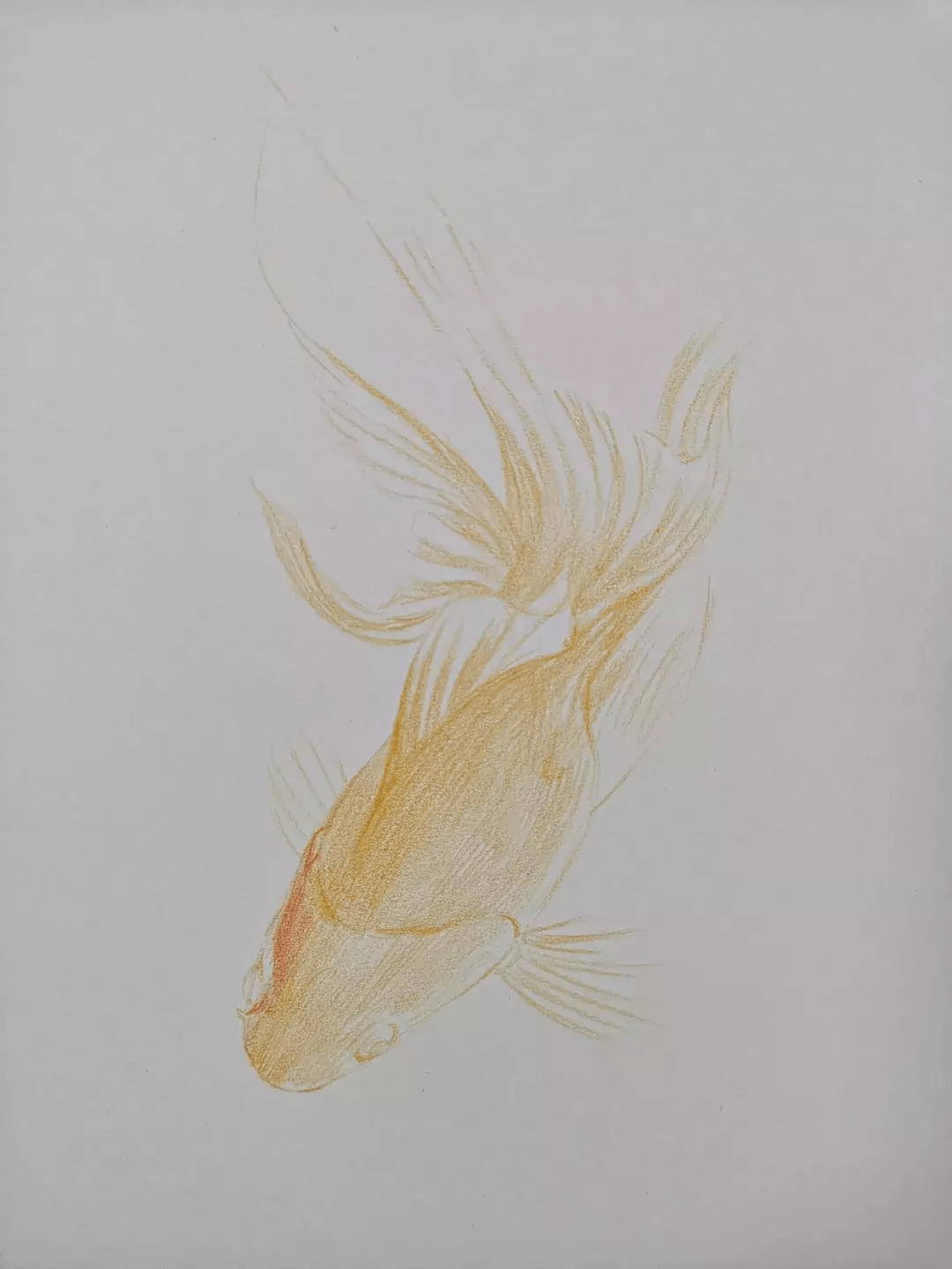 画小金鱼彩铅图片