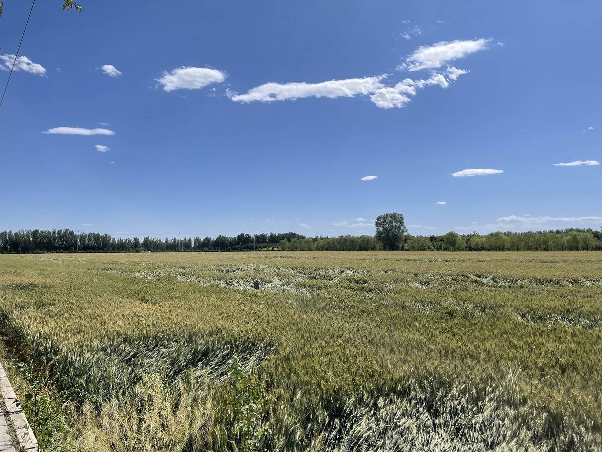 夜幕下,鸡蛋大小的冰雹砸向大地,发出"噼啪"响声.