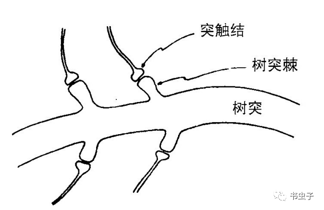 树突和轴突的简图图片