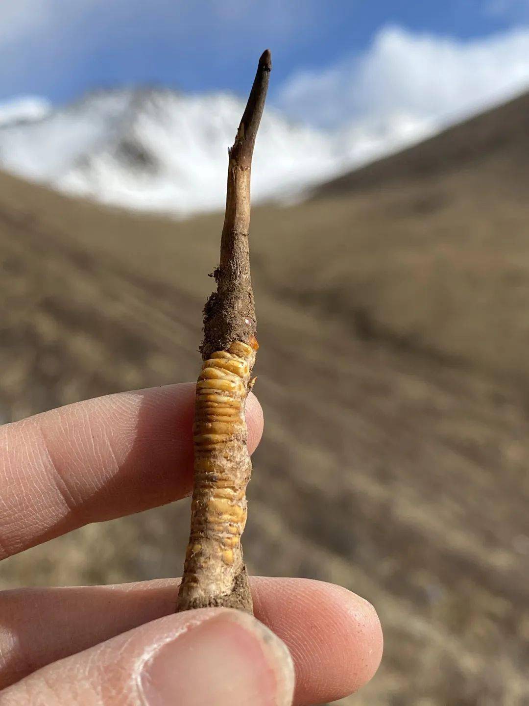 高海拔野生鲜虫草一根鲜草3根干草
