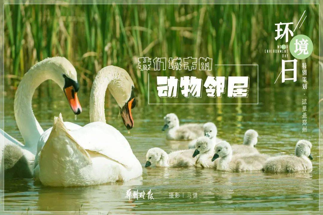 六五环境日丨这里是郑州我们的动物邻居