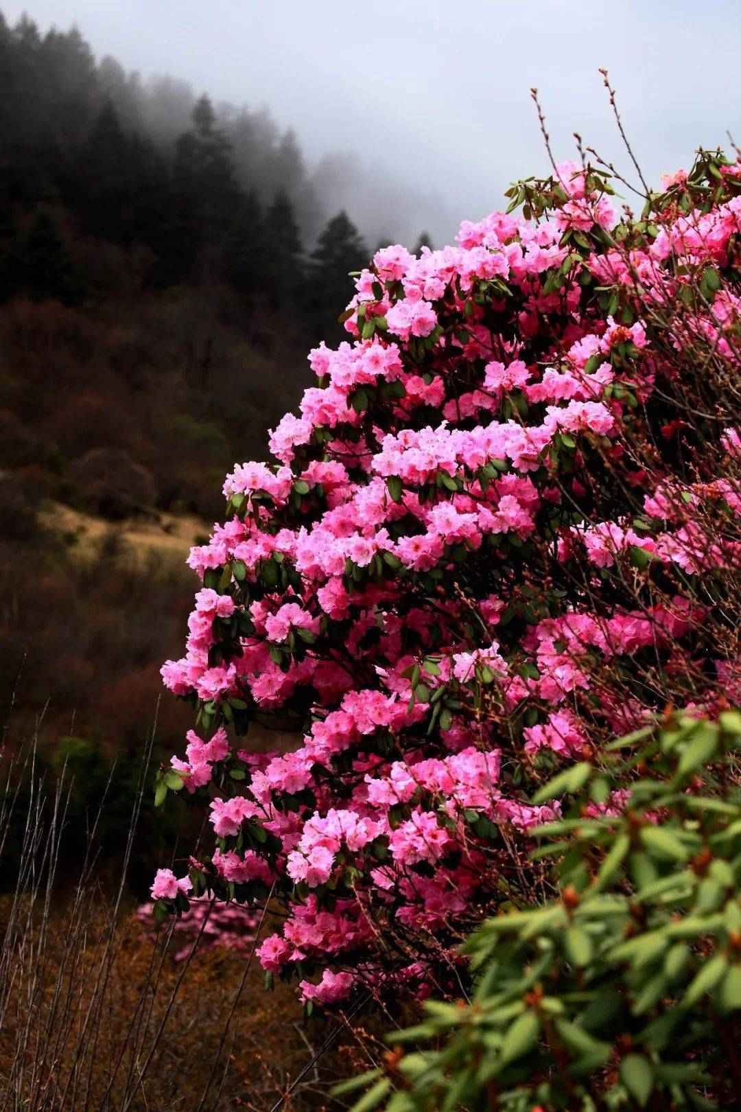 地道神农架 精品私家团 5天4晚深入华中屋脊 行摄大九湖晨雾 打卡神农祭坛 官门山 木鱼镇 前往 宜昌