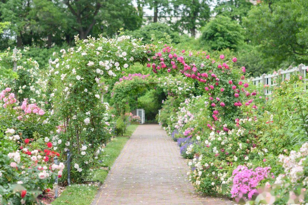 玫瑰季来啦纽约周边8大浪漫玫瑰花园盘点