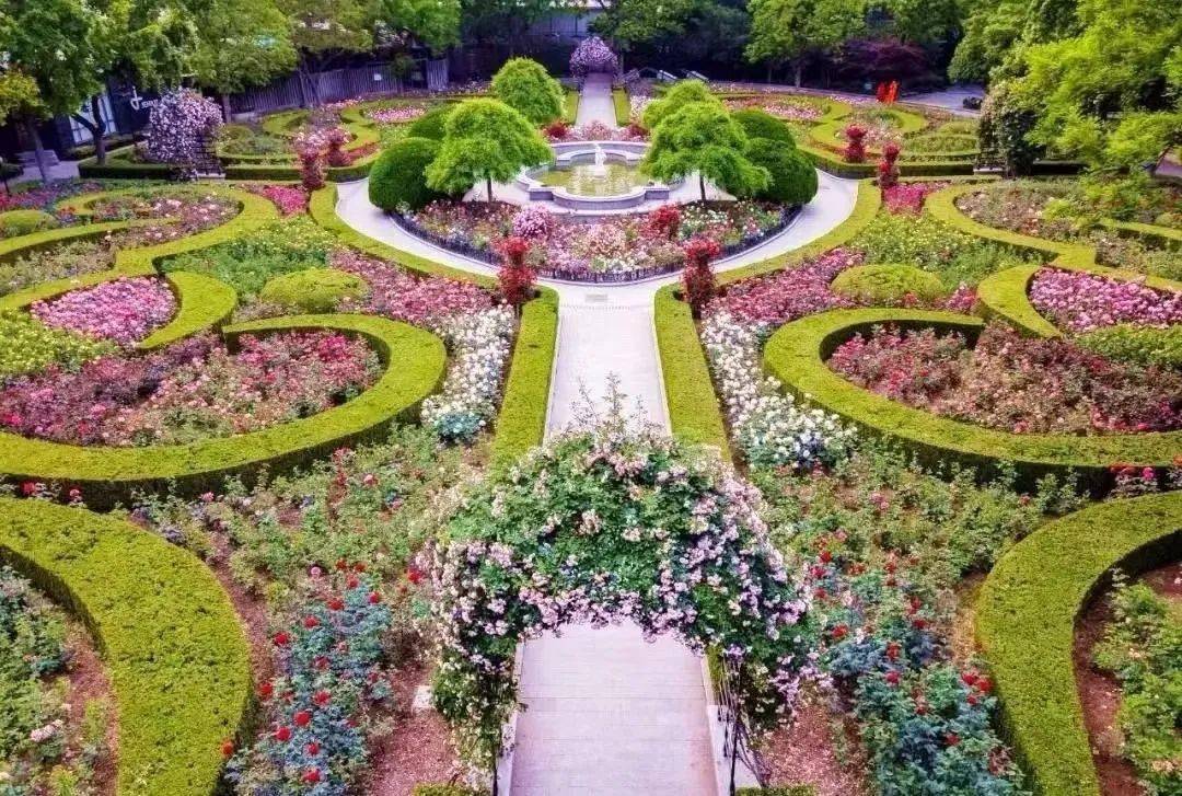 复兴公园玫瑰园正值最佳观赏期上一波美图